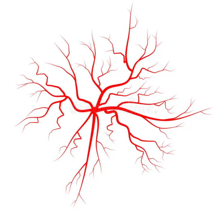 Vascular Surgery