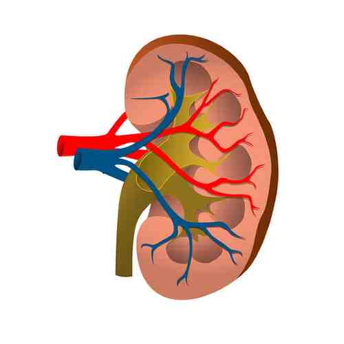 /img/treatment/nephrology.png